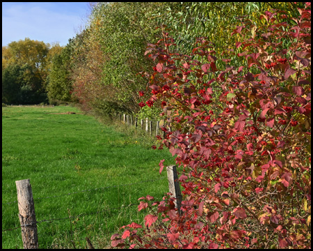 Busch mit Herbstfarben