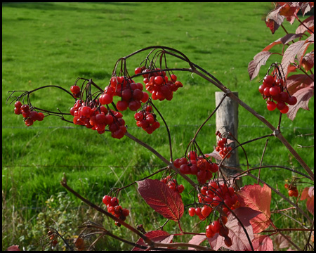 Beeren an einem Busch