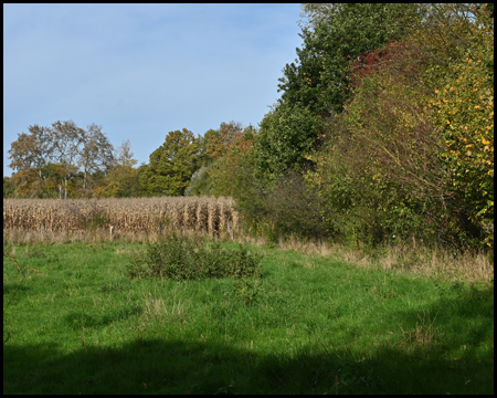 Feld und Buschreihe