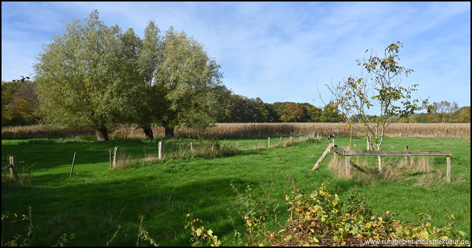 Bäume und Felder in der Uelzener Heide / Mühlhauser Mark in Unna