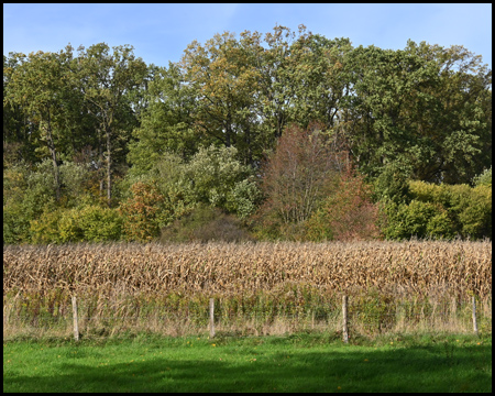 Feld und Baumreihe