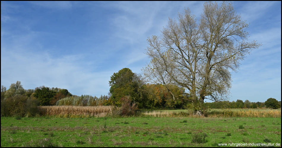 Uelzener Heide / Mühlhauser Mark in Unna