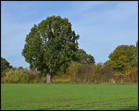 Baum am Feldrand