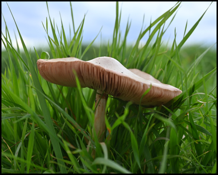 Pilz im Gras