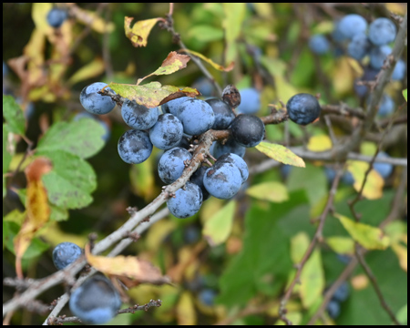 Beeren an einem Strauch