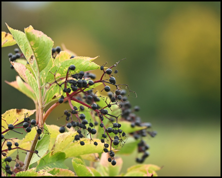 Beeren an einer Blüte