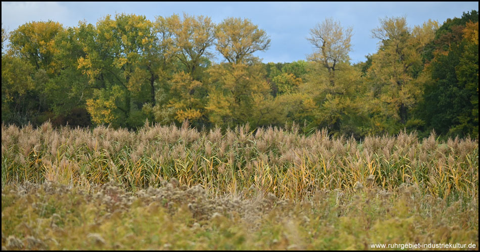 Felder und Bäume der Heide in Unna im Herbst