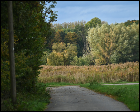 Weg in der Uelzener Heide