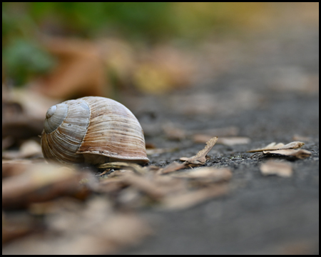 Schnecke mit Haus