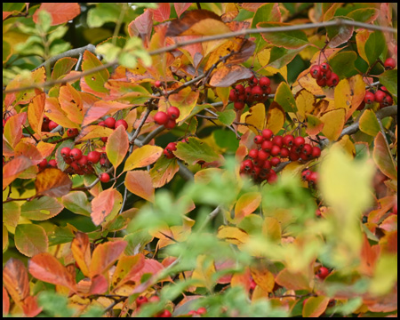 Buntes Laub und Beeren