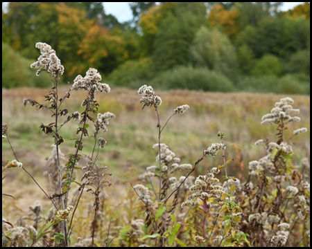 Gräser und Pflanzen im Herbst