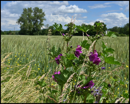 Malve und Kornfeld