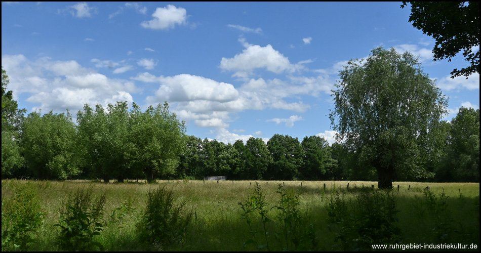 Bäume und Wiesen in der Uelzener Heide in Unna