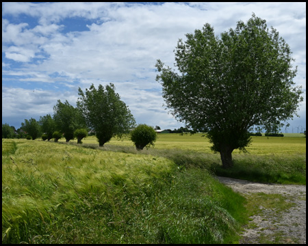 Uelzener Heide