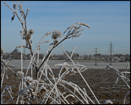 Eisige Gräser vor Feld und Hochspannungsmast