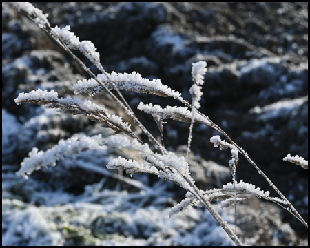 Gras mit Eis am Halm