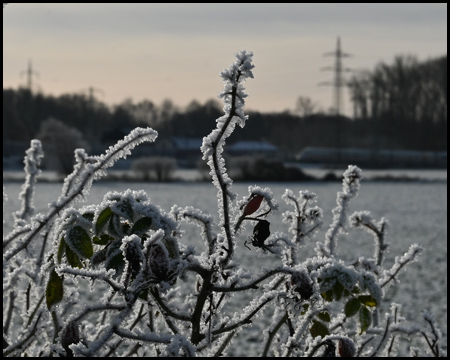 Busch mit Eis