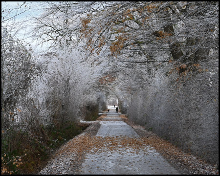 Tunnelartiger Weg unter Bäumen