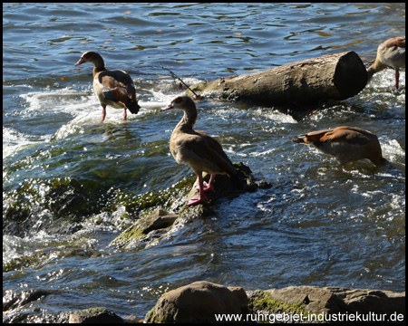 Zulauf des Harpener Bachs in den Ümminger See mit Vögeln