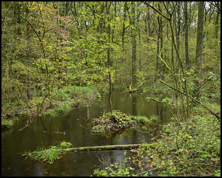 Ein Tümpel im Wald