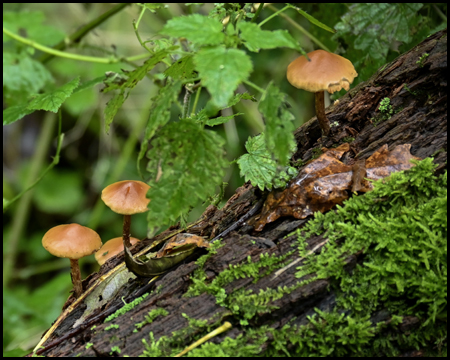 Pilze an einem Baumstamm