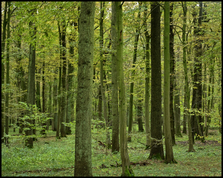 Baumstämme in einem Wald mit herbstlichem Laub