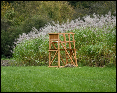 Ein Hochsitz am Rande eines Feldes mit Gräsern