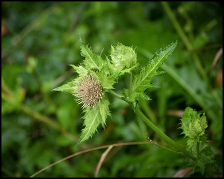 Blüte einer Waldpflanze