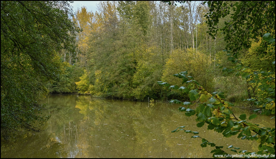 Ein Waldsee mit braunem Wasser und Bäume mit Herbstlaub rings herum