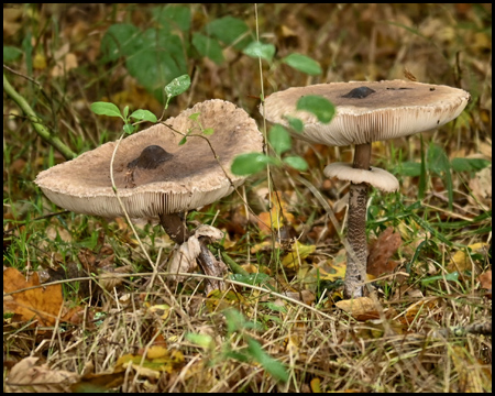 Pilze am Waldboden