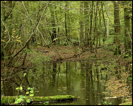 Ein kleiner Tümpel im Wald