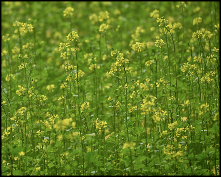 Senf in einem Feld