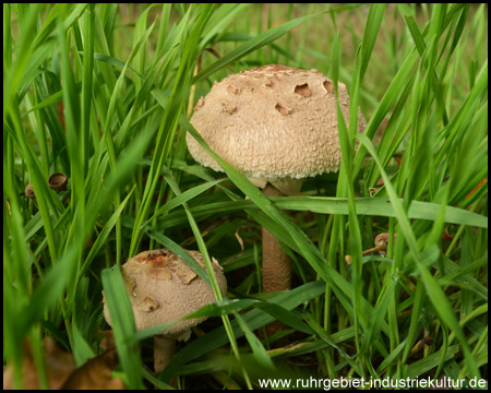 Auch in der Wiese direkt am Weg verstecken sich Pilze