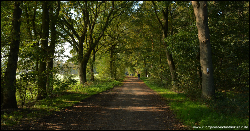 Die letzten Meter auf dem Haardgrenzweg, der hier zwischen offenem Feld und dichtem Wald seinem Namen alle Ehre macht