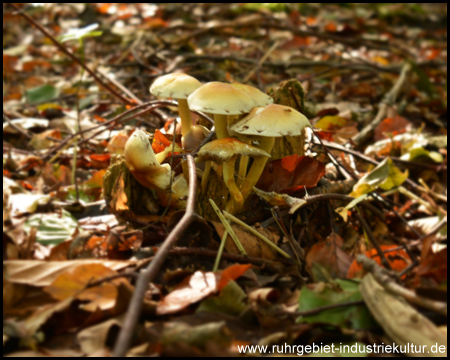 Einzel-Fruchtkörper im Herbstlaub...