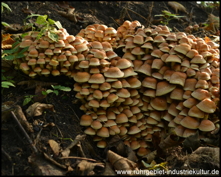 ... und ein weiteres Mehrfamilienhaus im Wald.