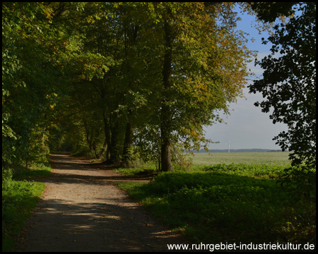 Blick vom Wald aufs Feld