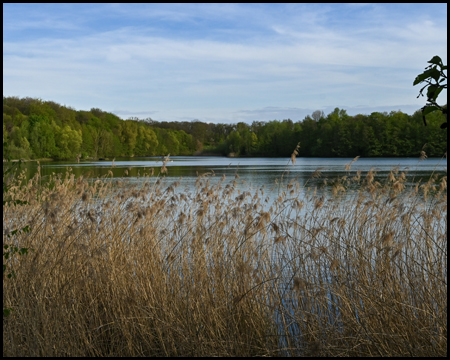 See mit flachem Ufer samt Schilf und Röhricht