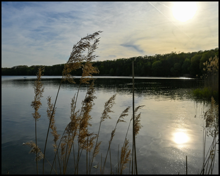 See mit Schilf im Gegenlicht der Sonne