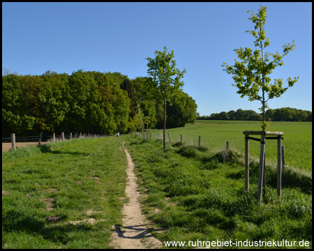 Halballee aus Eichen bis zum Waldrand