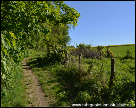 Der Weg folgt dem Waldrand