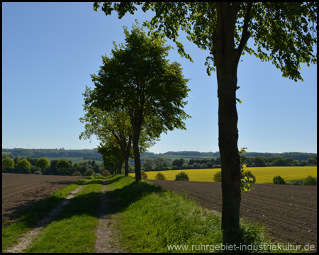 Schattenspendende Alleebäume auf dem Feldweg