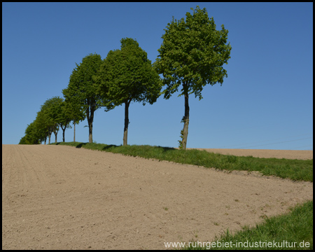 Bäume am Feldrand