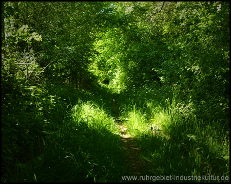 Weg durch einen Tunnel von Büschen und Bäumen