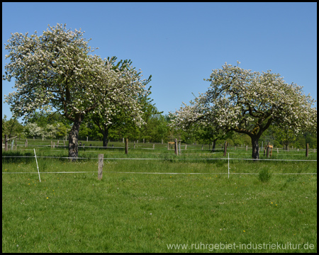 Blühende Bäume im Frühling am Wegesrand