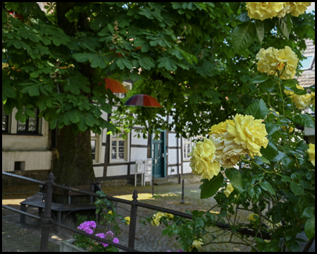 Gelbe Rosen und eine Kastanie vor Fachwerkhaus
