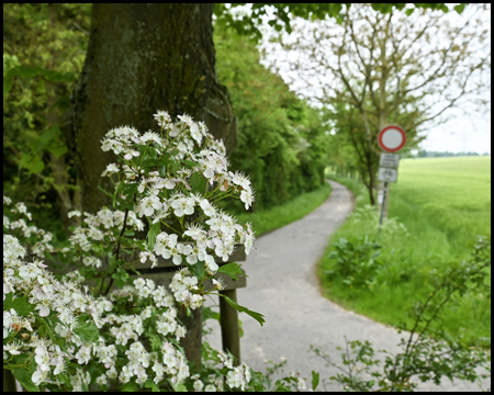 Ein schmaler Weg unscharf hinter einem Baum