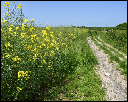 Feldweg an einem Rapsfeld