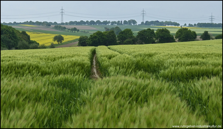 Blick über hügelige Felder der Hellwegbörde bei Kessebüren