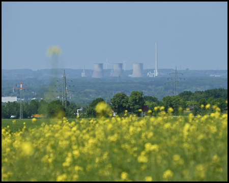 Rapsfeld mit Kraftwerk im Hintergrund